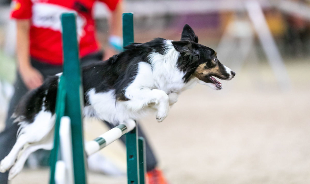 K9 best sale agility services